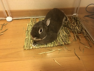 だいず④.JPG
