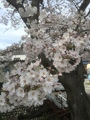 桜①.jpeg