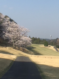 ★★★やっぱり桜★★★