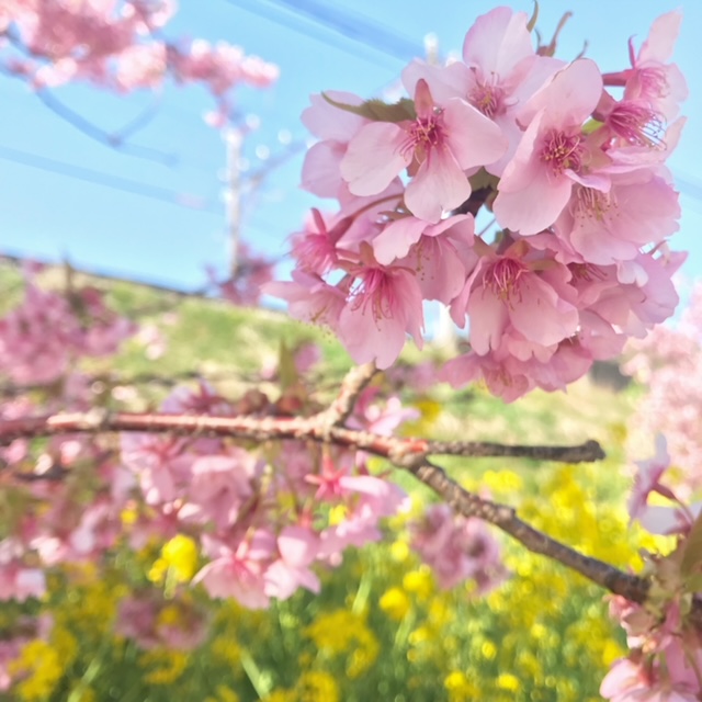 お花見