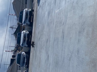 屋上にたぬき！